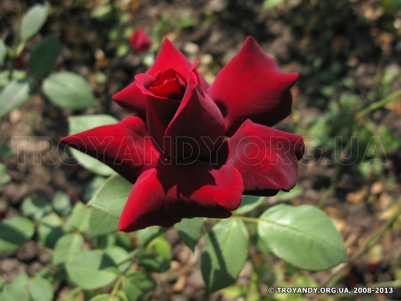 Perle Noire